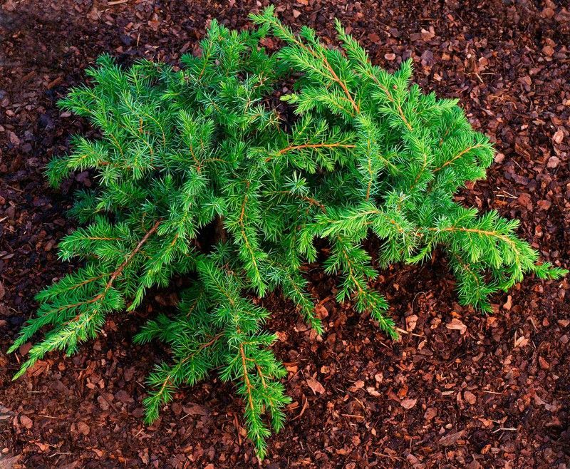 Juniperus conferta Schlager