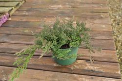 Juniperus horizontalis "Prince of wales"