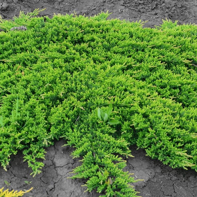 Juniperus Horizontalis Prince of Wales