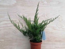 Juniperus media Mint julep