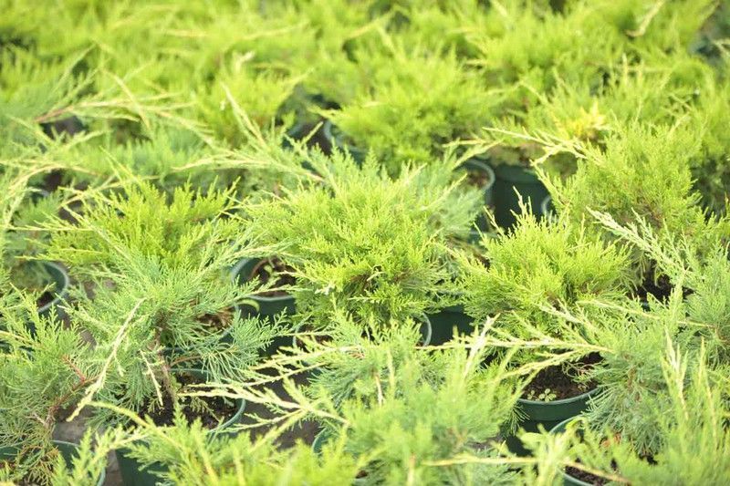 Juniperus x media "Old gold"