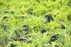 Juniperus x media "Old gold"