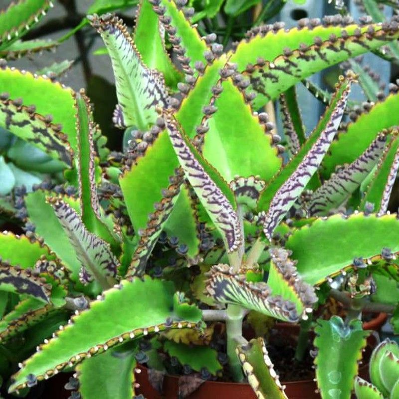 Kalanchoe Daigremontiana