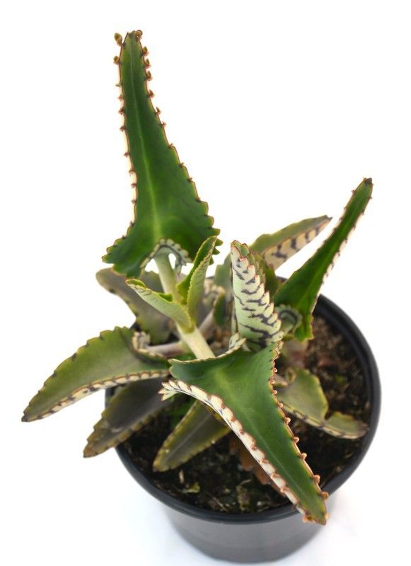 Kalanchoe Daigremontiana Maceta Pequeña (10cm) Pamies Vitae