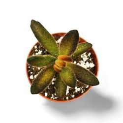 Kalanchoe Tomentosa Chocolate Soldier