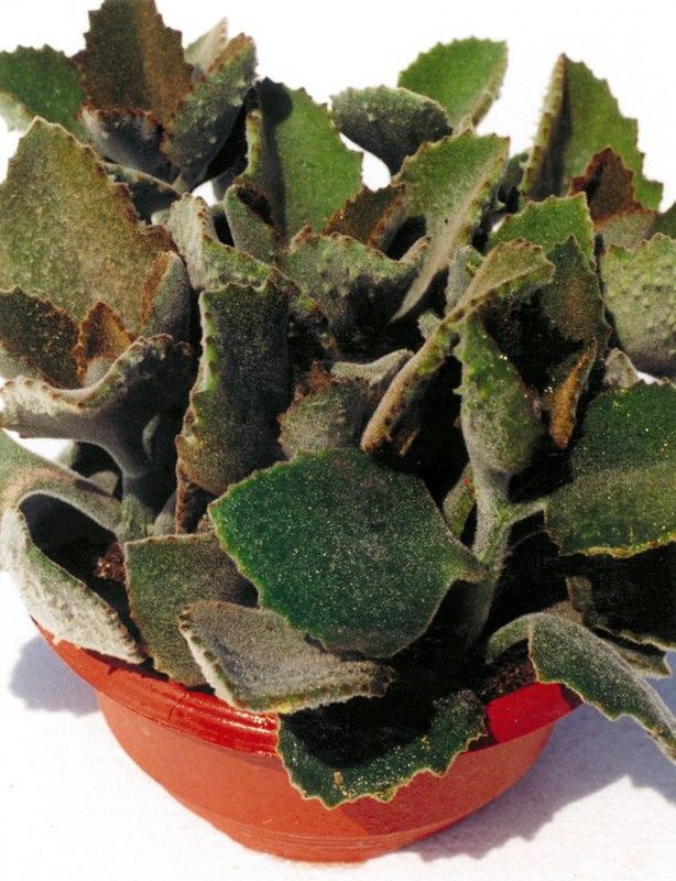 Kalanchoe v Fang