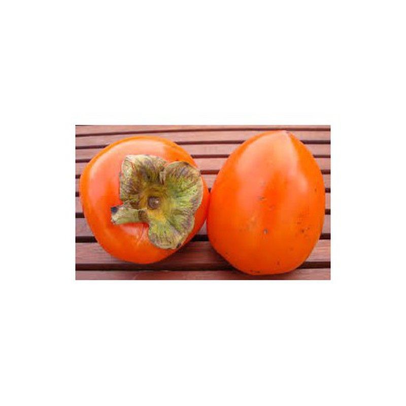 KAQUI ROJO BRILLANTE Diospyros kaki 6/8 C-25