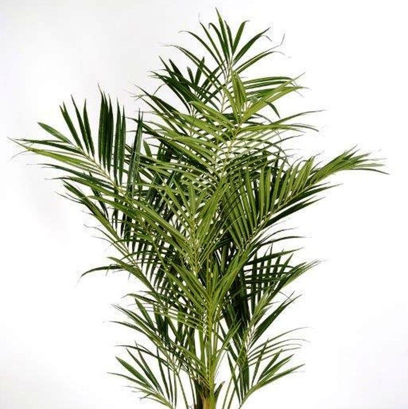 Kentia Artificial de Luxe