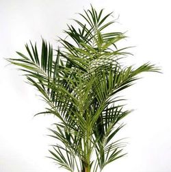 Kentia Artificial de Luxe