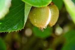 Kiwi autofértil, Actinidia Jenny
