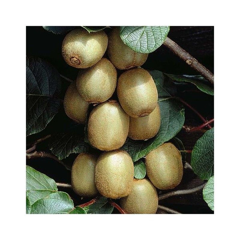 KIWI AUTOFERTIL (JENNY ) Actinidia deliciosa C- 3 LT 170/180 ITALIA