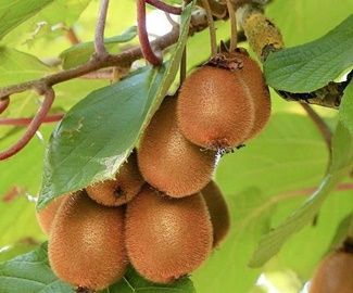 KIWI HERMA (AUTOFERTIL) Actinidia deliciosa 4/6 C-19