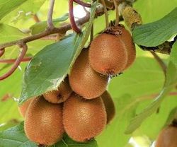 KIWI HERMA (AUTOFERTIL) Actinidia deliciosa 4/6 C-19