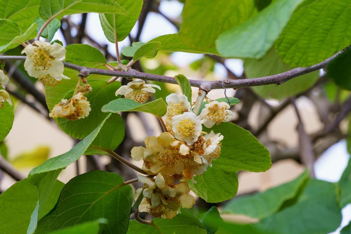 Kiwi macho, Actinidia deliciosa Atlas