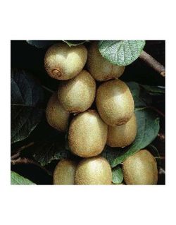 KIWI MACHO (TOMURI)  Actinidia deliciosa 6/8 C-25