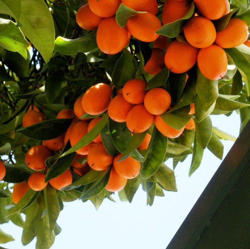 Kumquat MPS
