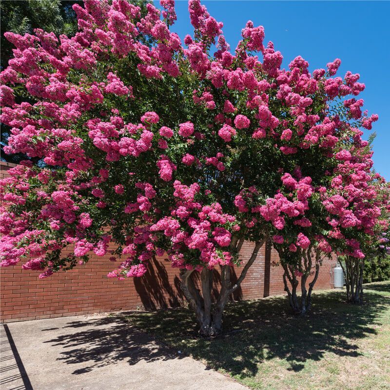 Lagerstroemia copa