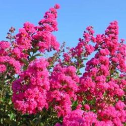 Lagerstroemia Indica