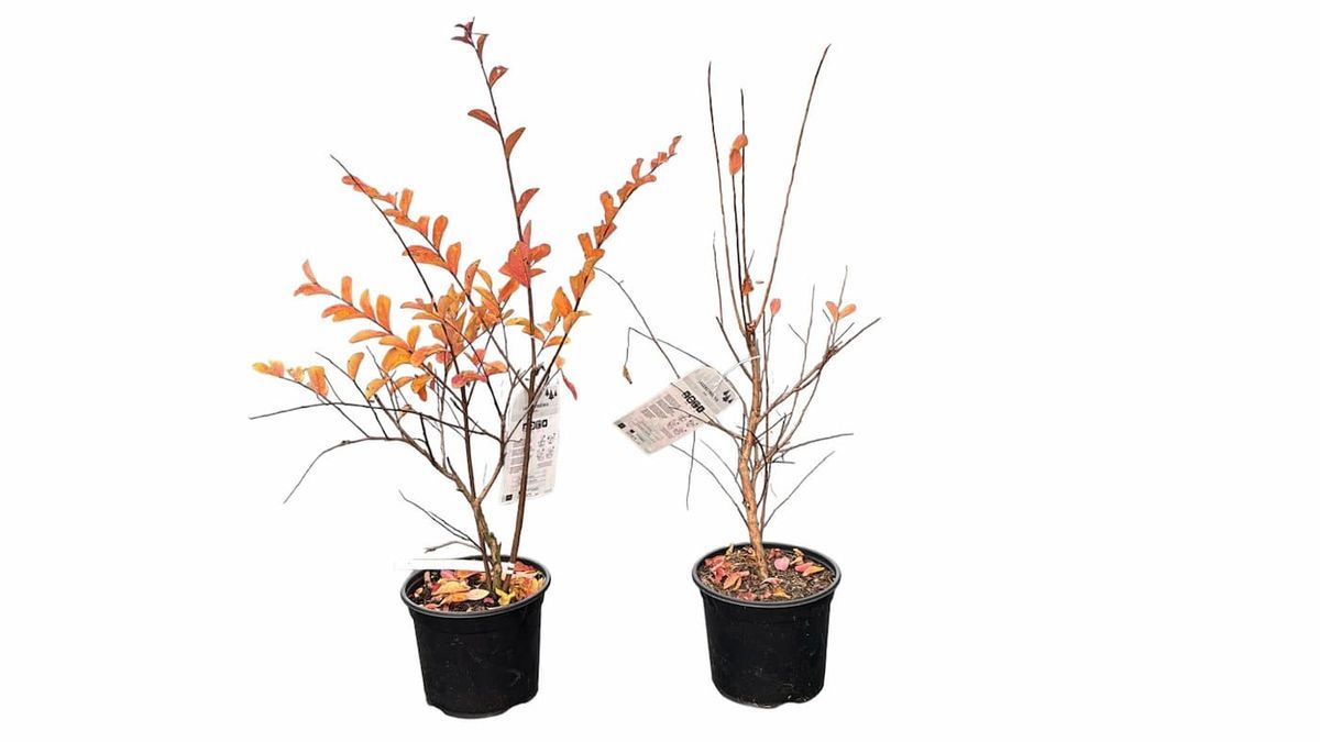 Lagerstroemia indica "Berlingot menthe​"