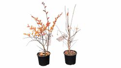 Lagerstroemia indica "Berlingot menthe​"