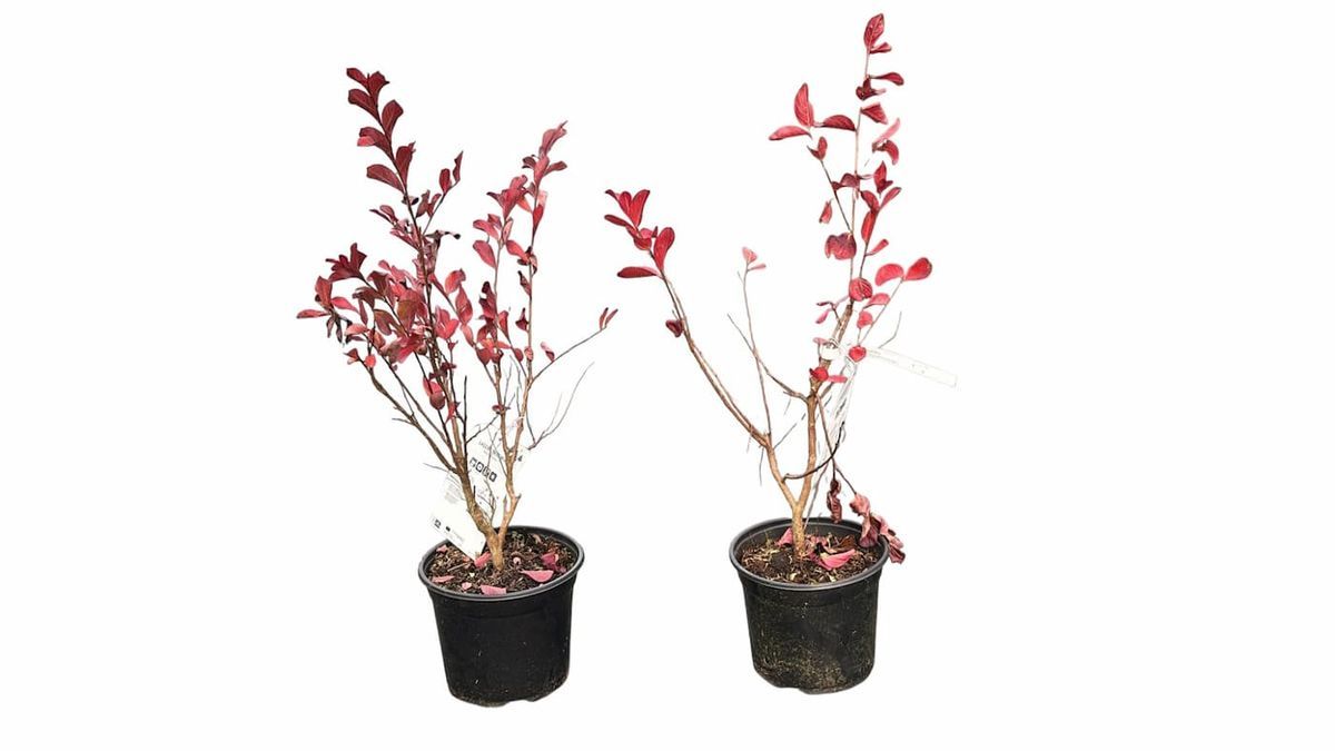 Lagerstroemia indica "Dynamite​"