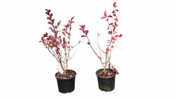 Lagerstroemia indica "Dynamite​"