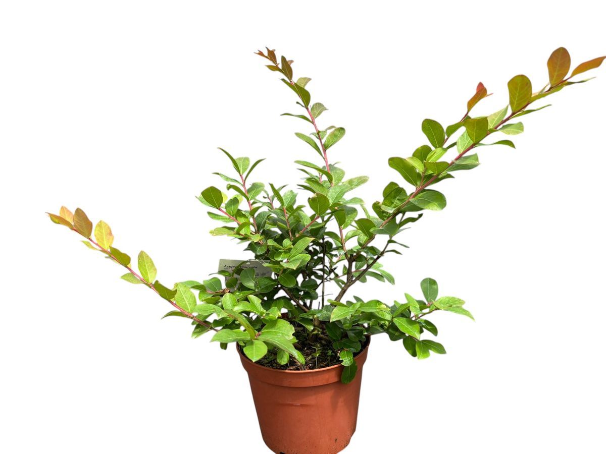 Lagerstroemia indica Eveline, Arbol de Jupiter rosa arbustivo