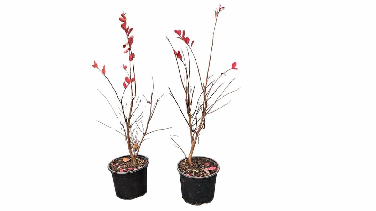 Lagerstroemia indica "Indiya Charms Violete"