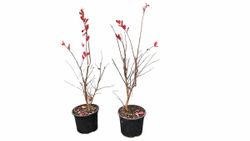 Lagerstroemia indica "Indiya Charms Violete"