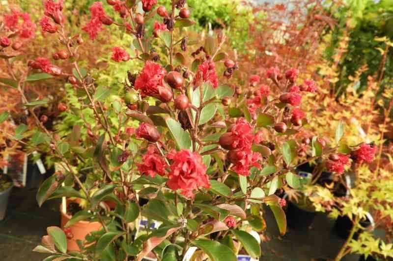 Lagerstroemia indica Red Imperator