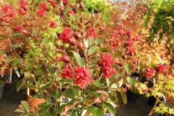 Lagerstroemia indica Red Imperator