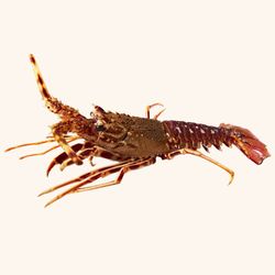 Langosta roja de Costa 600/800.kg