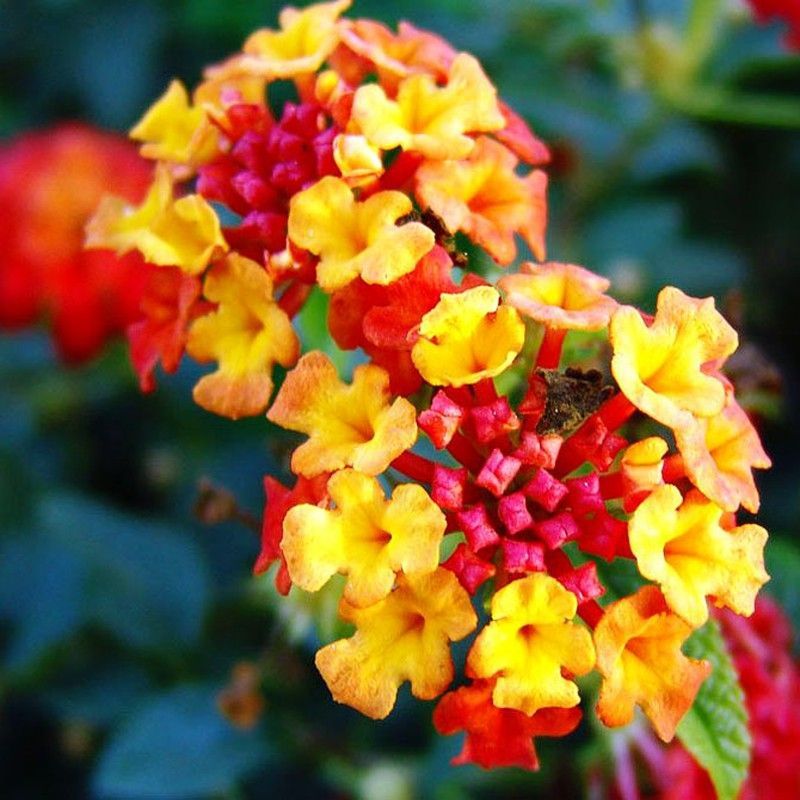 Lantana Camara