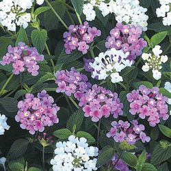 Lantana Montevidensis Caja 6 uds.