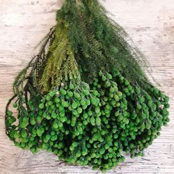 Lanuginosa Preservada