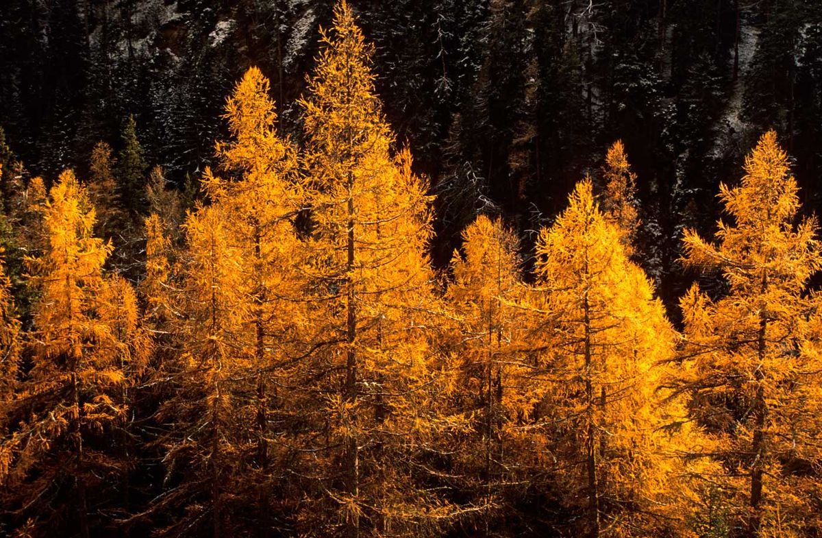 Larix decidua - alerce europeo