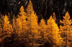 Larix decidua - alerce europeo