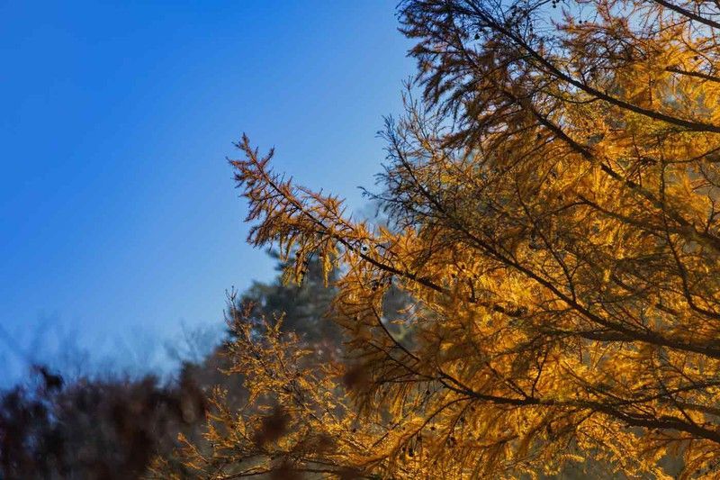 Larix kaempferi, alerce del japón