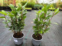 Laurel comestible, Laurus nobilis.