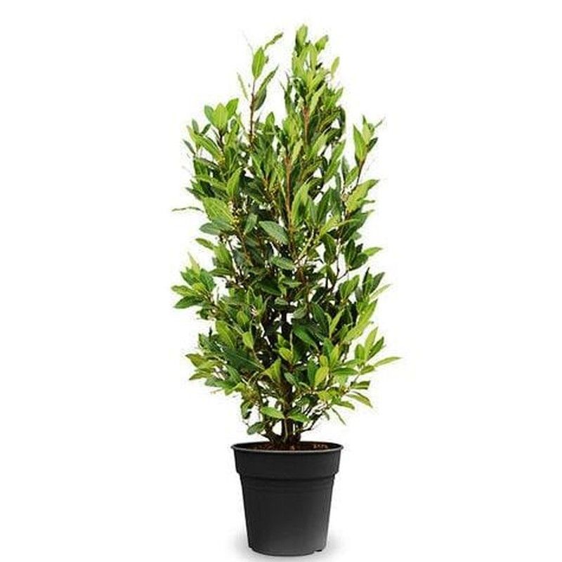 Laurus Nobilis Laurel