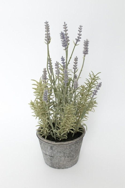 Lavanda en maceta de color gris