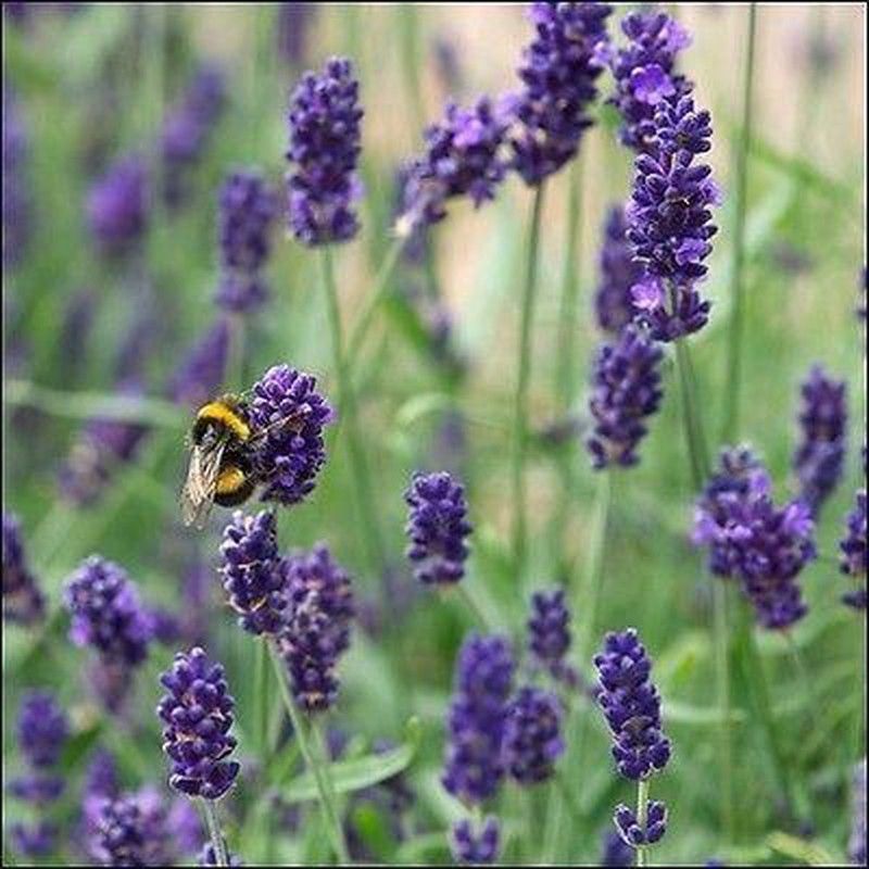 Lavanda Espliego