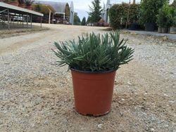 Lavanda     Espliego    Lavandula officinalis