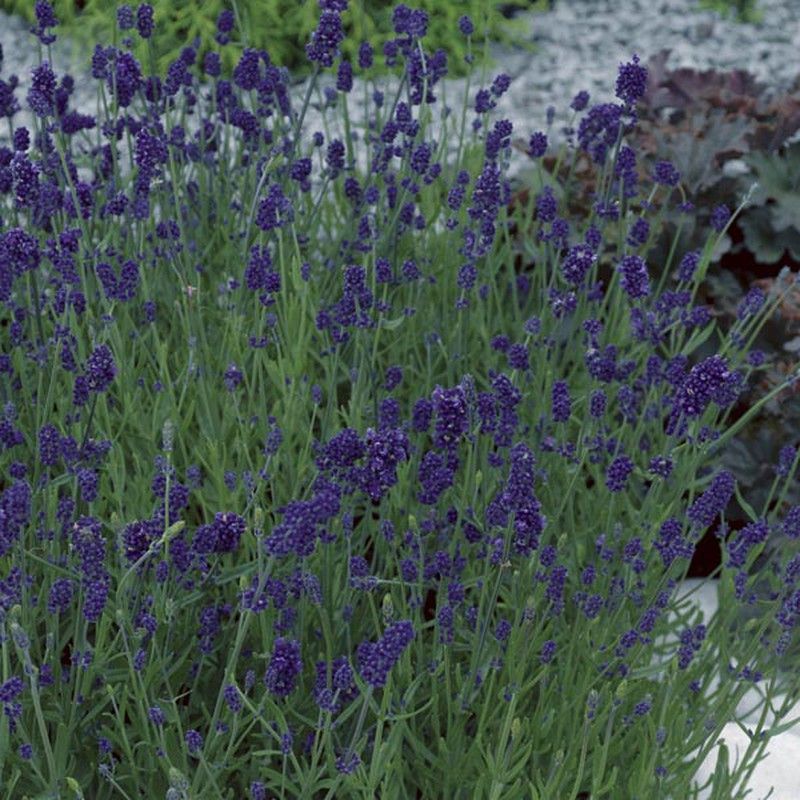 Lavandula Blue Scent Deco