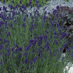 Lavandula Blue Scent Deco