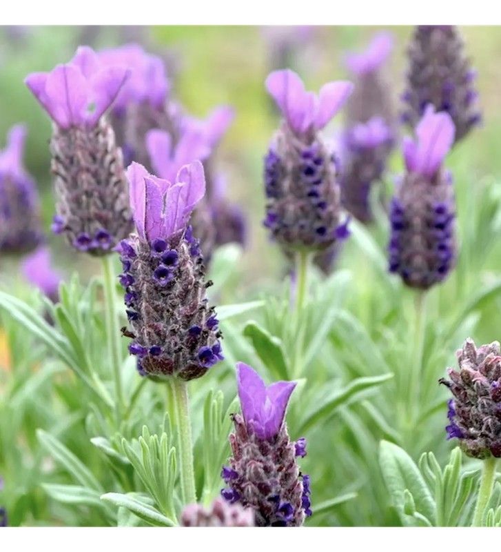 Lavandula Stoechas Cantueso
