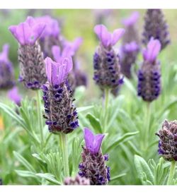 Lavandula Stoechas Cantueso