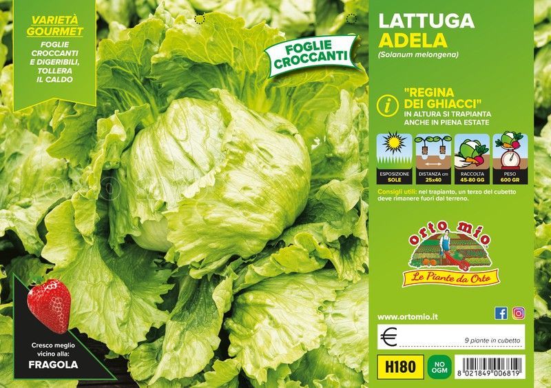 Lechuga Adela 9 Plantas en Pack