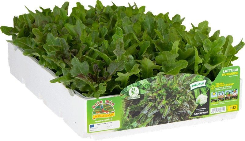 Lechuga Barba de Fraile Roja 9 Plantas en Pack