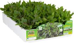Lechuga Barba de Fraile Roja 9 Plantas en Pack